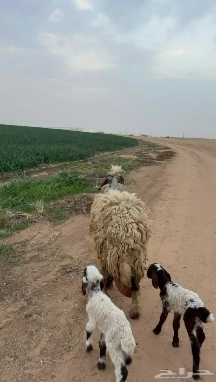 متاوم برخل وخروف 0