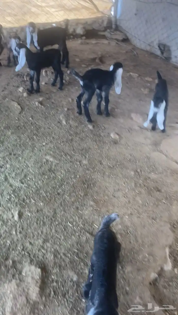 معزا عوارض خلفات 6