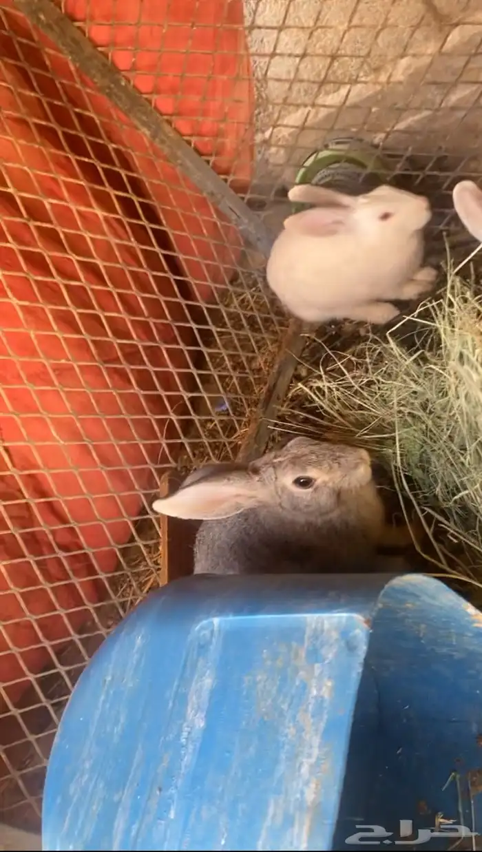 ارانب. الموقع البير بن هرماس 0