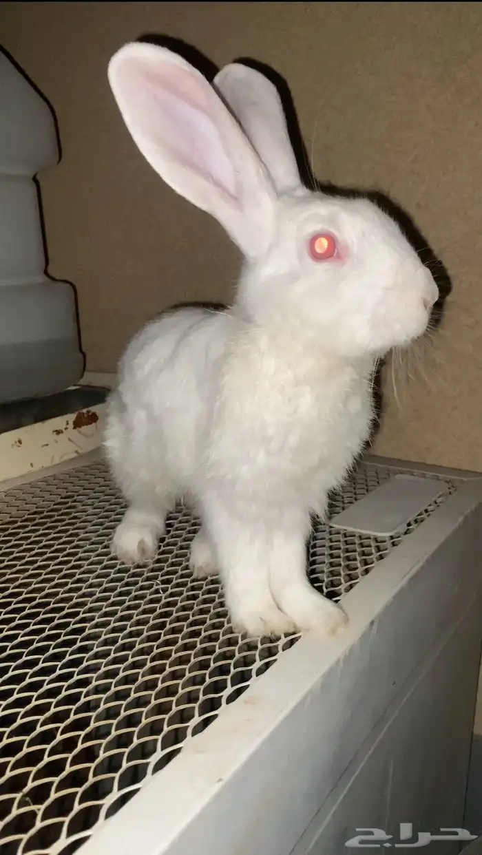 ارانب للبيع ذكر وانثى الصحه ممتازه 0