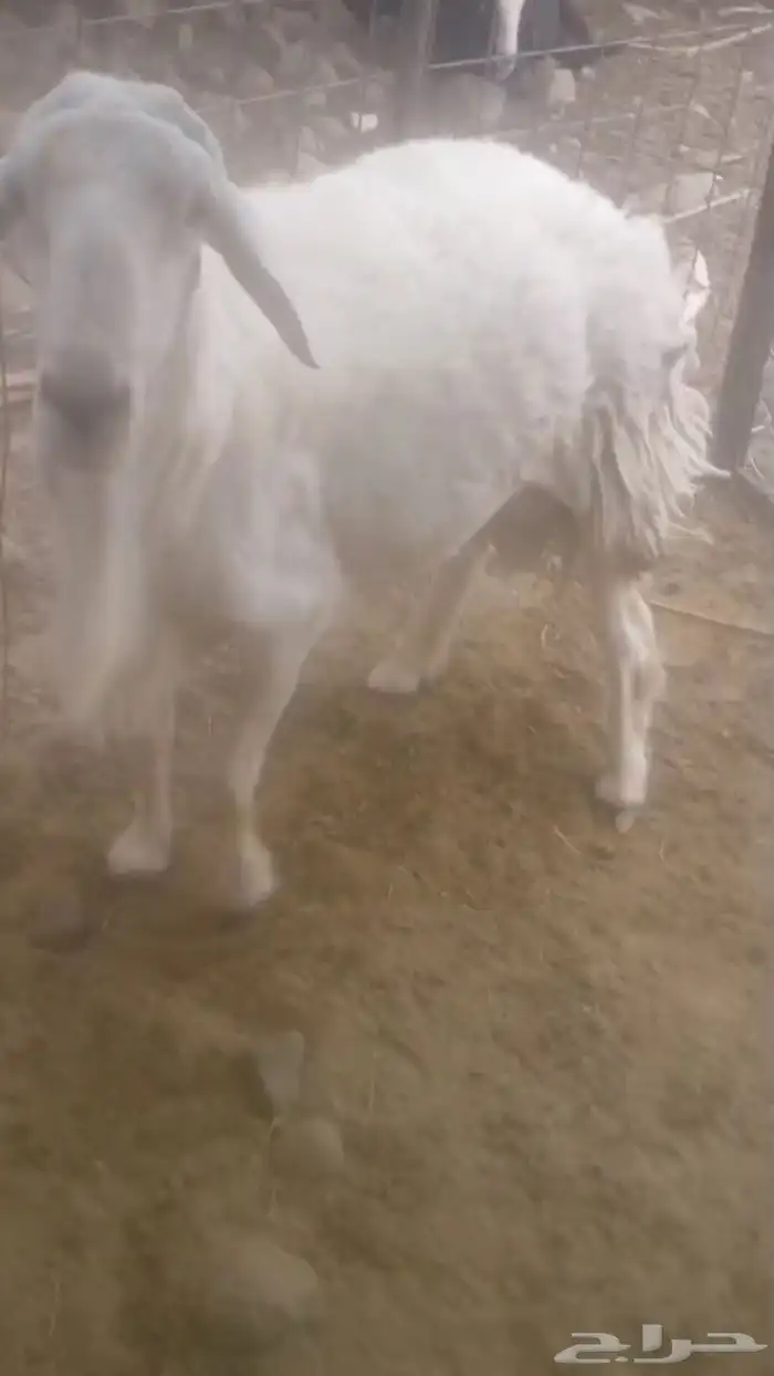 طلي فحل للبيع مشروط 1