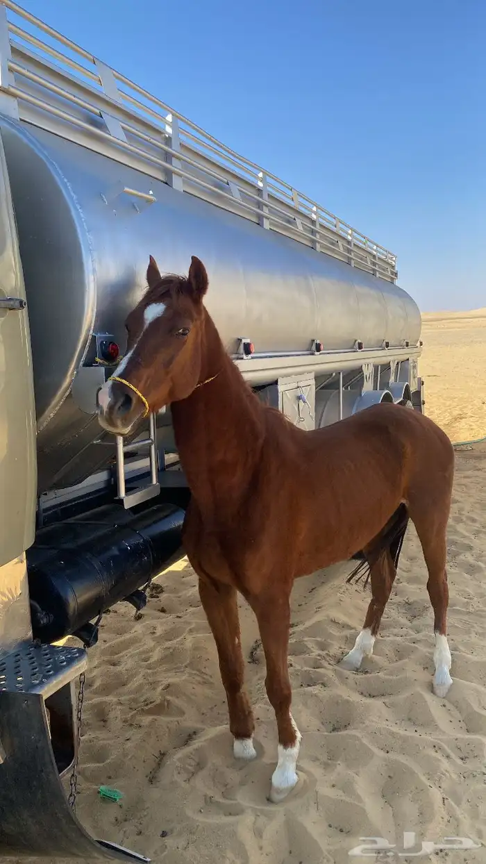 السلام عليكم عرض حصان للبيع 0