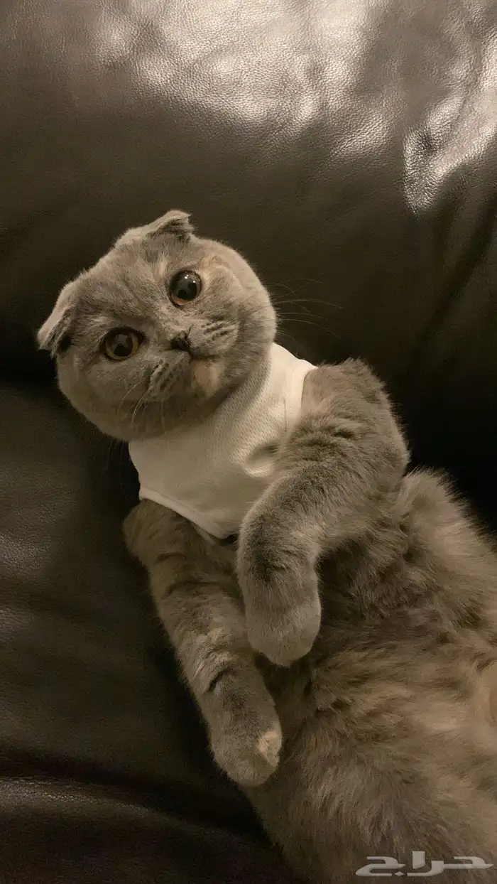 قطة سكوتش فولد 0