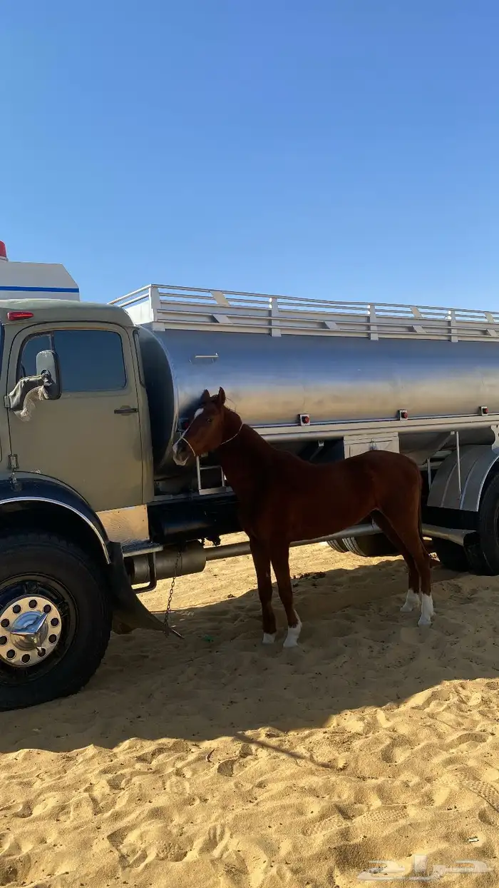 السلام عليكم عرض حصان للبيع 1