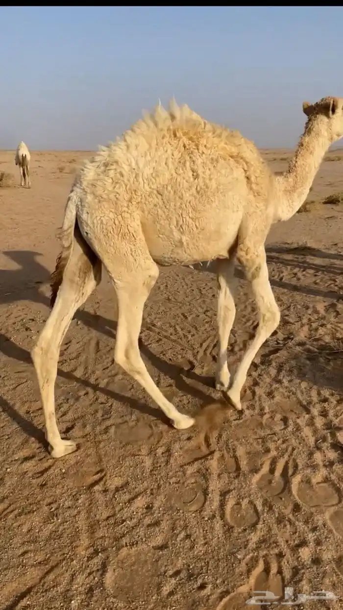 للبيع حاشي تربيه طيب قعود 2