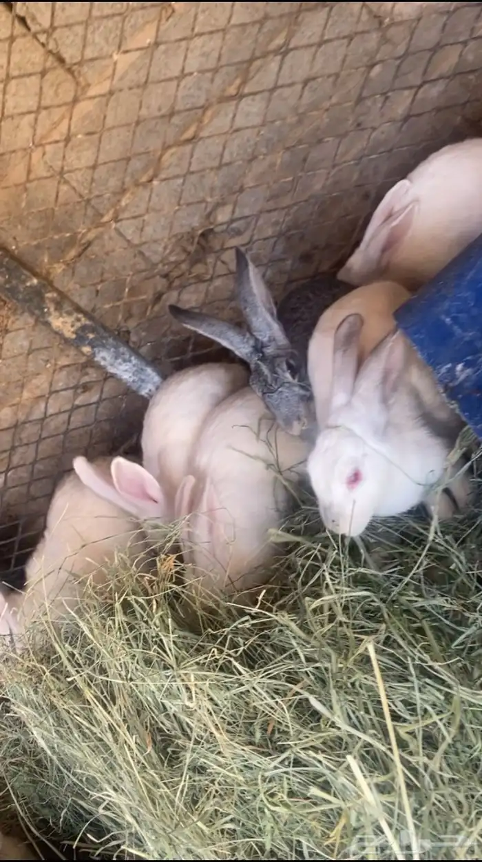 ارانب. الموقع البير بن هرماس 1