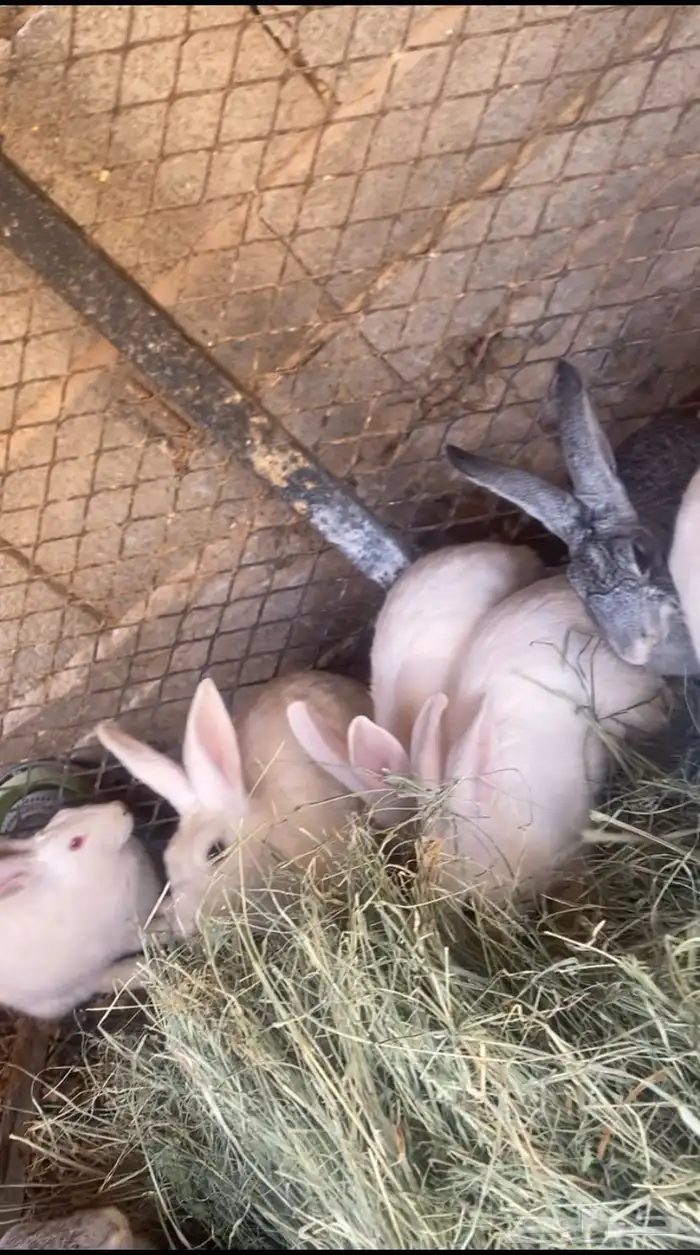 ارانب. الموقع البير بن هرماس 2