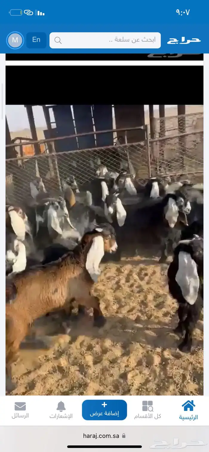 مطلوب تيوس مندي 0