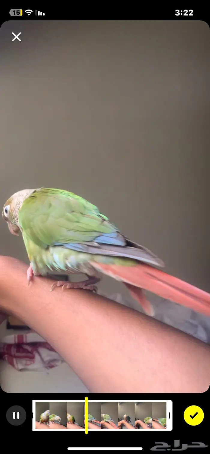 ببغاء كنيور اليف 2