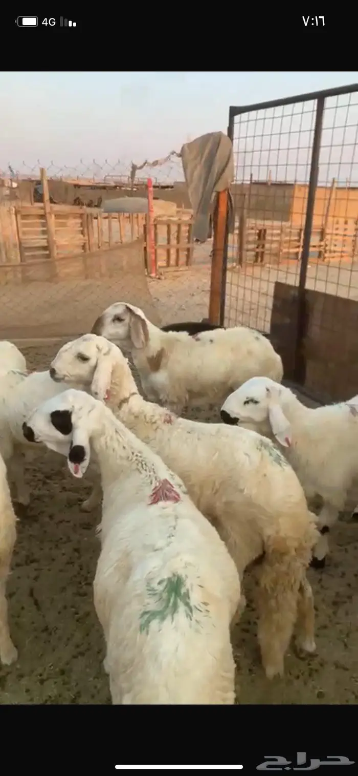 طليان سواكن مرباه يوجد فيديو 0