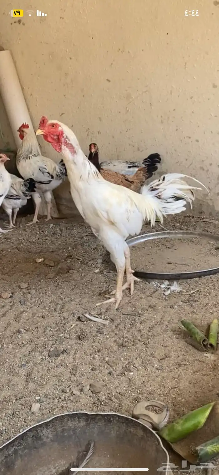 للبيع ديك باكستاني حجم ما شاء الله يملي العين ولون 0