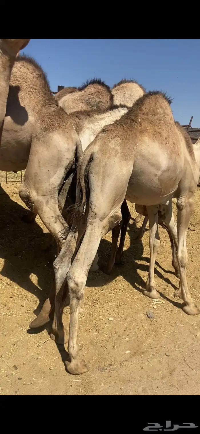 قعدان كفو للبيع تصلح زواجات ومبادي بسعار مناسبه 5