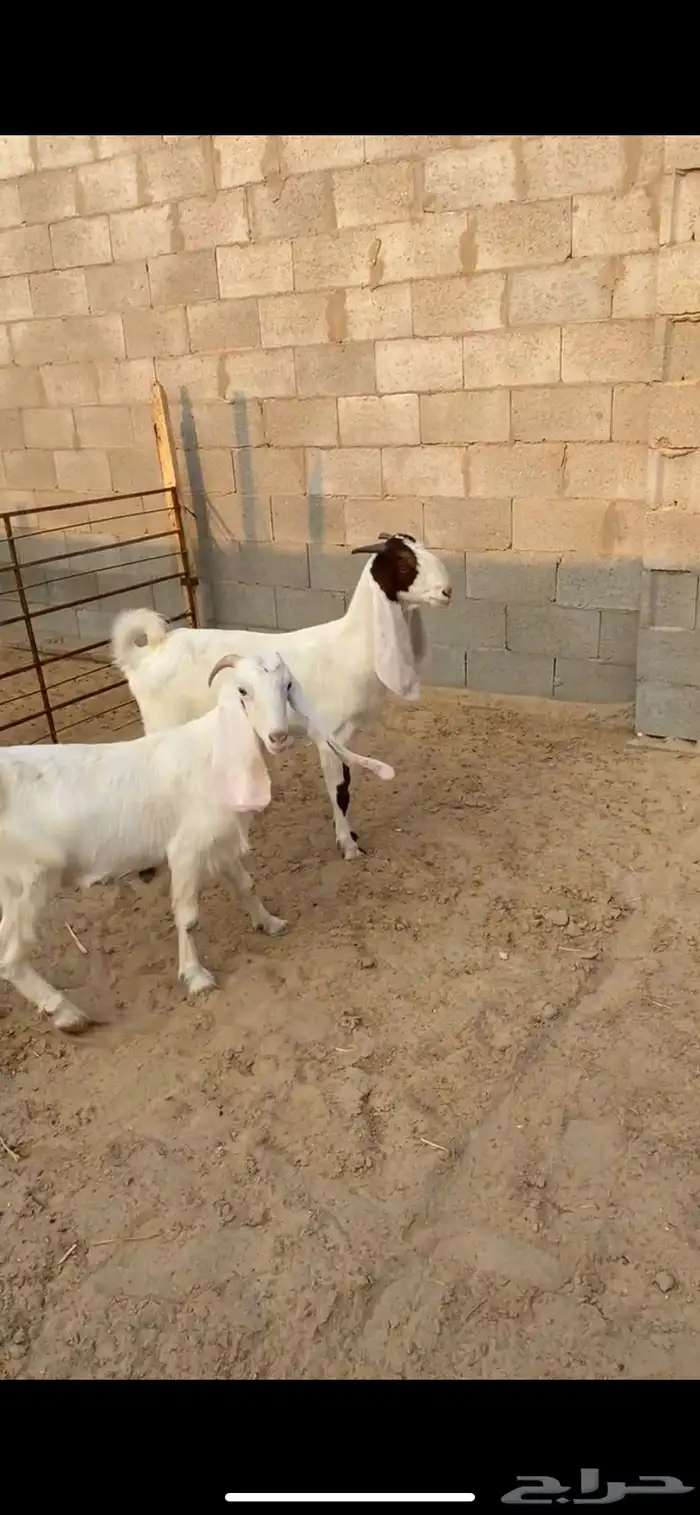 ثنيه - ورباع   دفيع شرط ثلاث اشهور - سونار 1