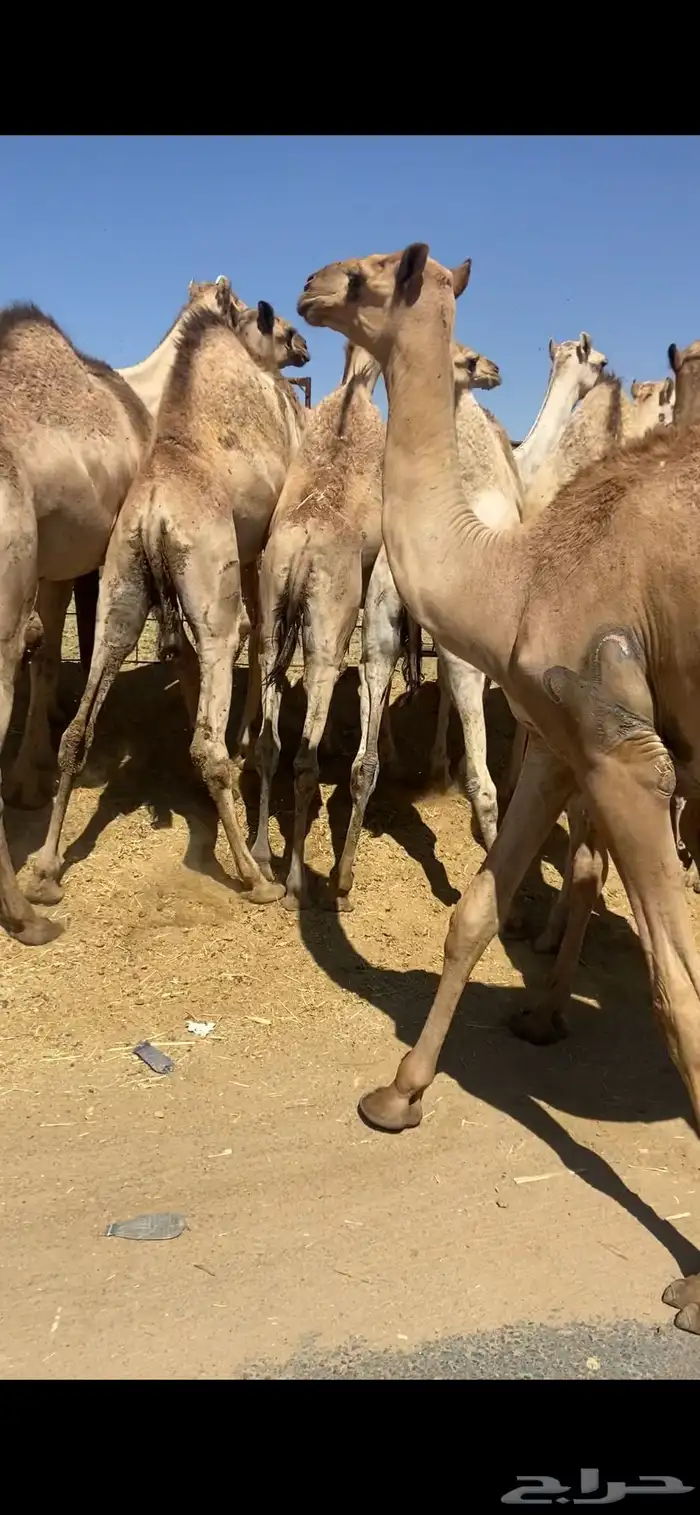 قعدان كفو للبيع تصلح زواجات ومبادي بسعار مناسبه 3