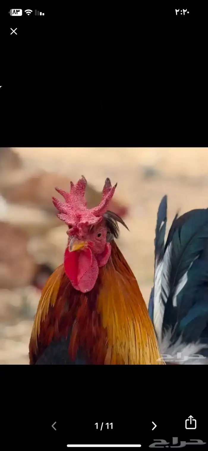 مطلوب ديك افرق 0