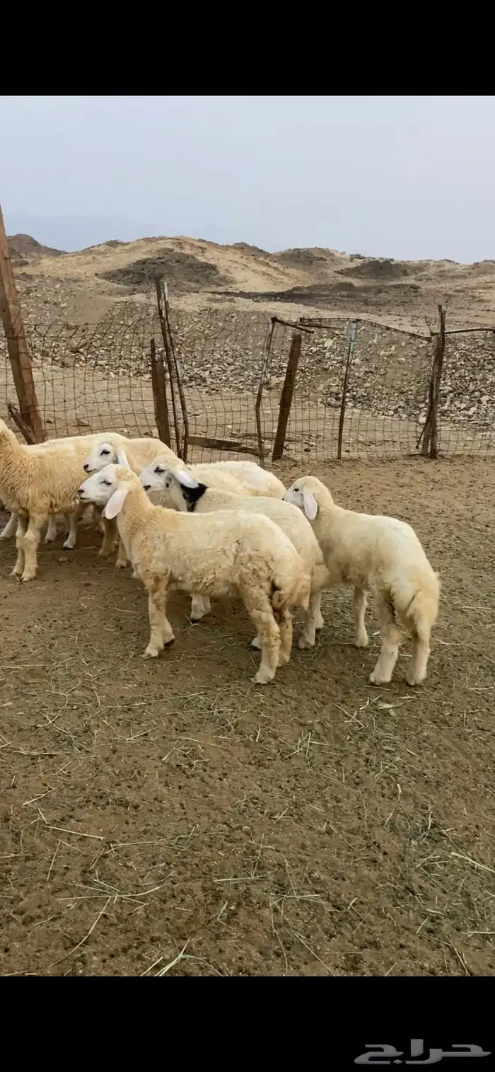 طليان ورخال للبيع 0