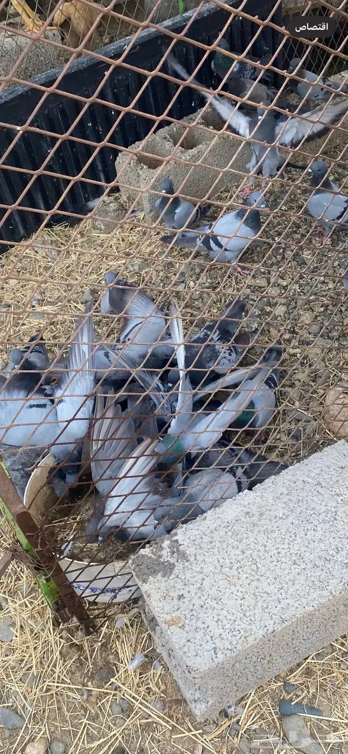 للبيع حمام 0
