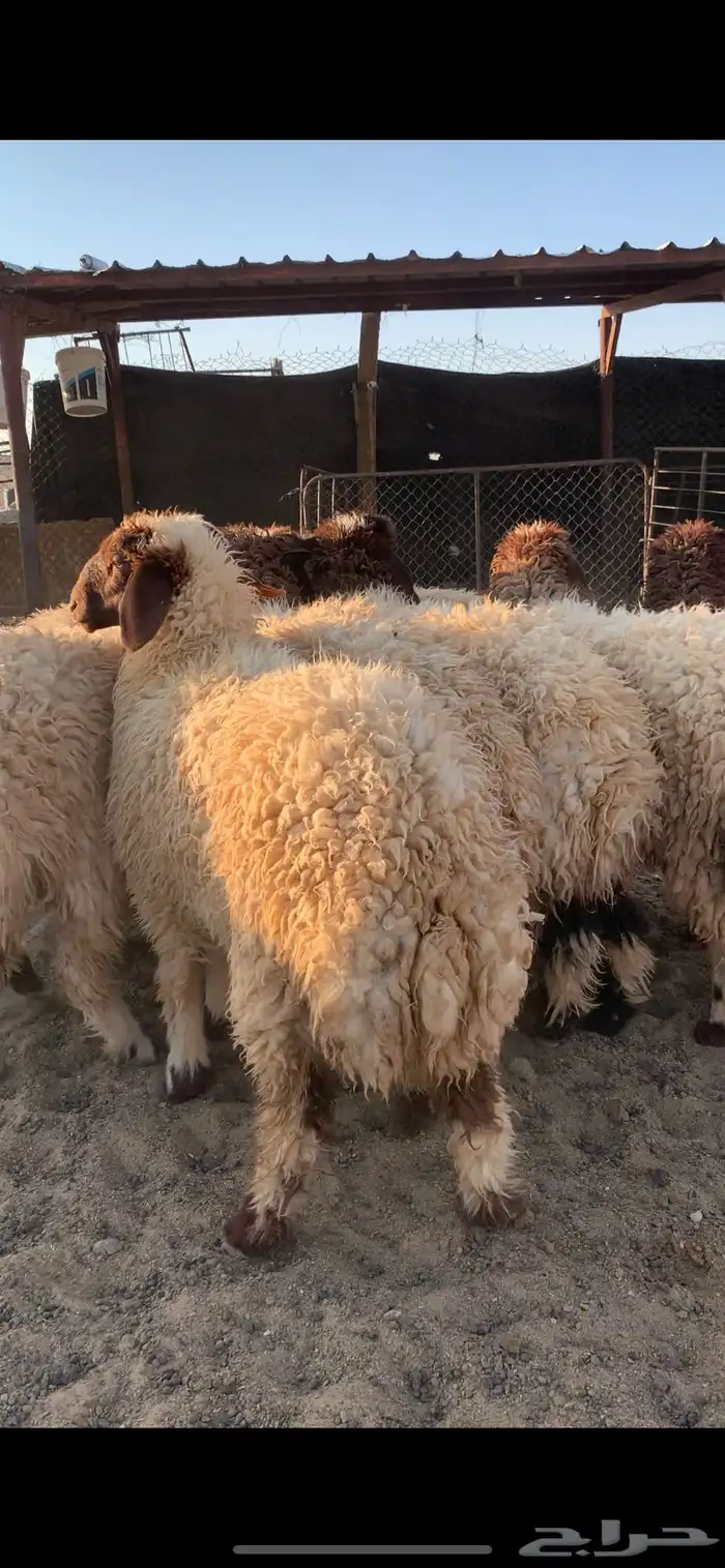ذبايح للبيع 1