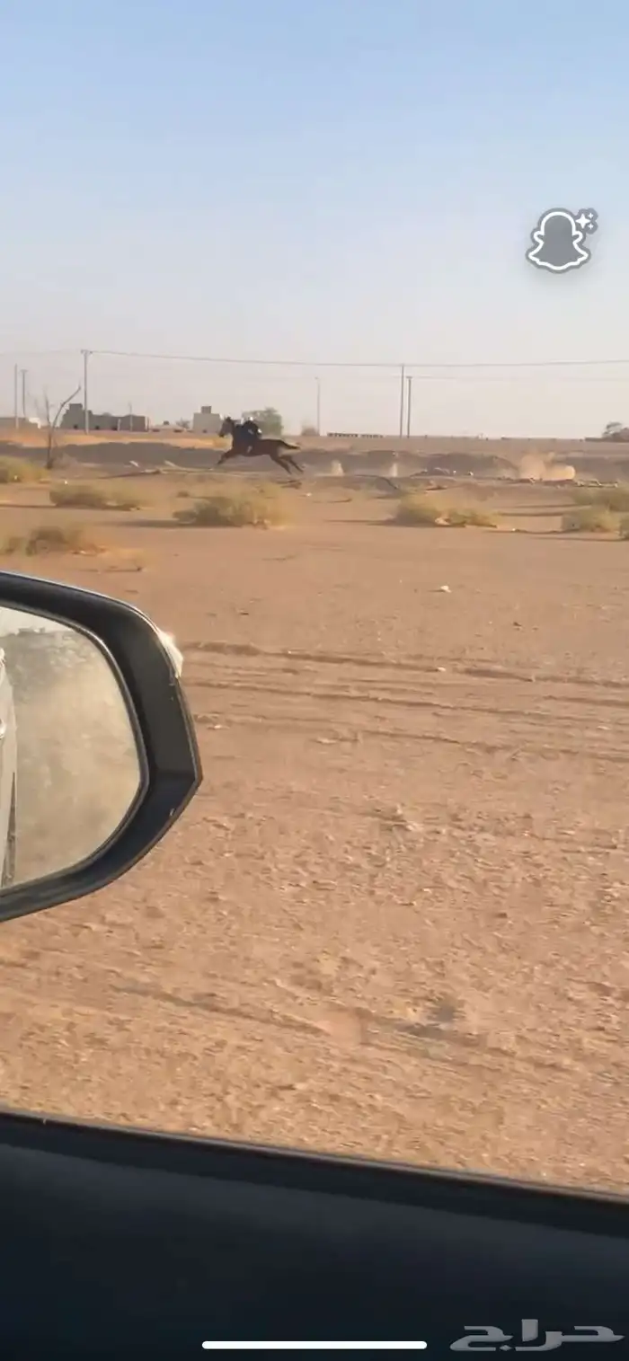 حصان انقلينزي سباق 5