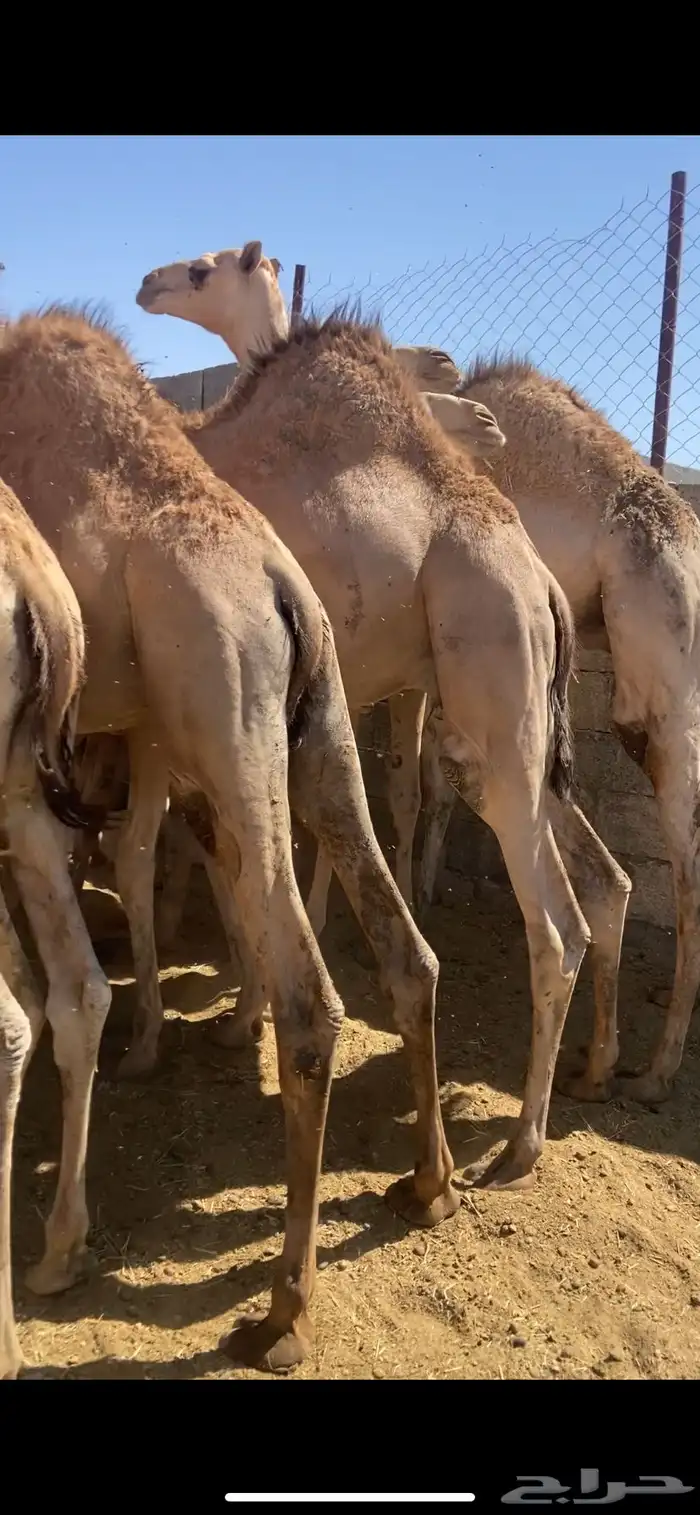 قعدان كفو للبيع تصلح زواجات ومبادي بسعار مناسبه 0