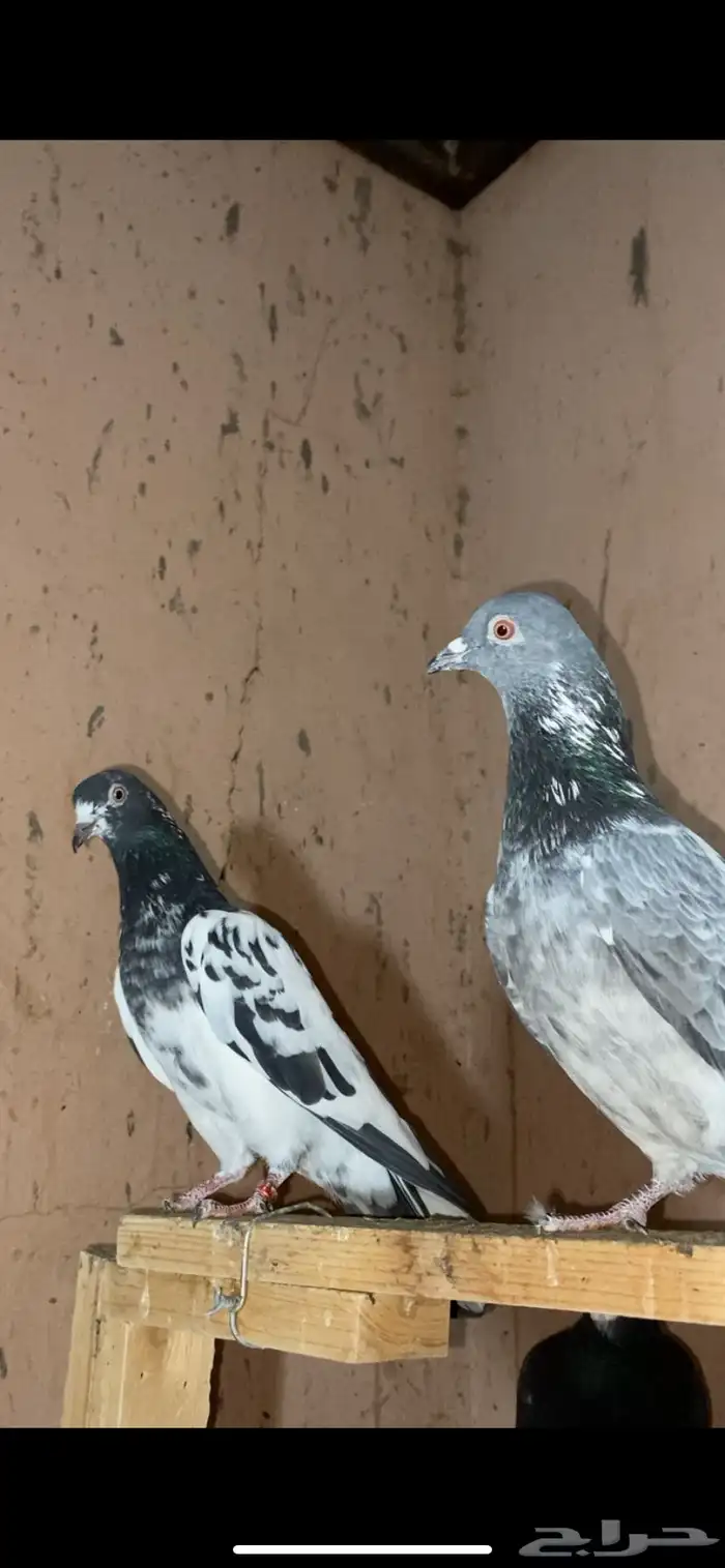 حمام باكستاني 6