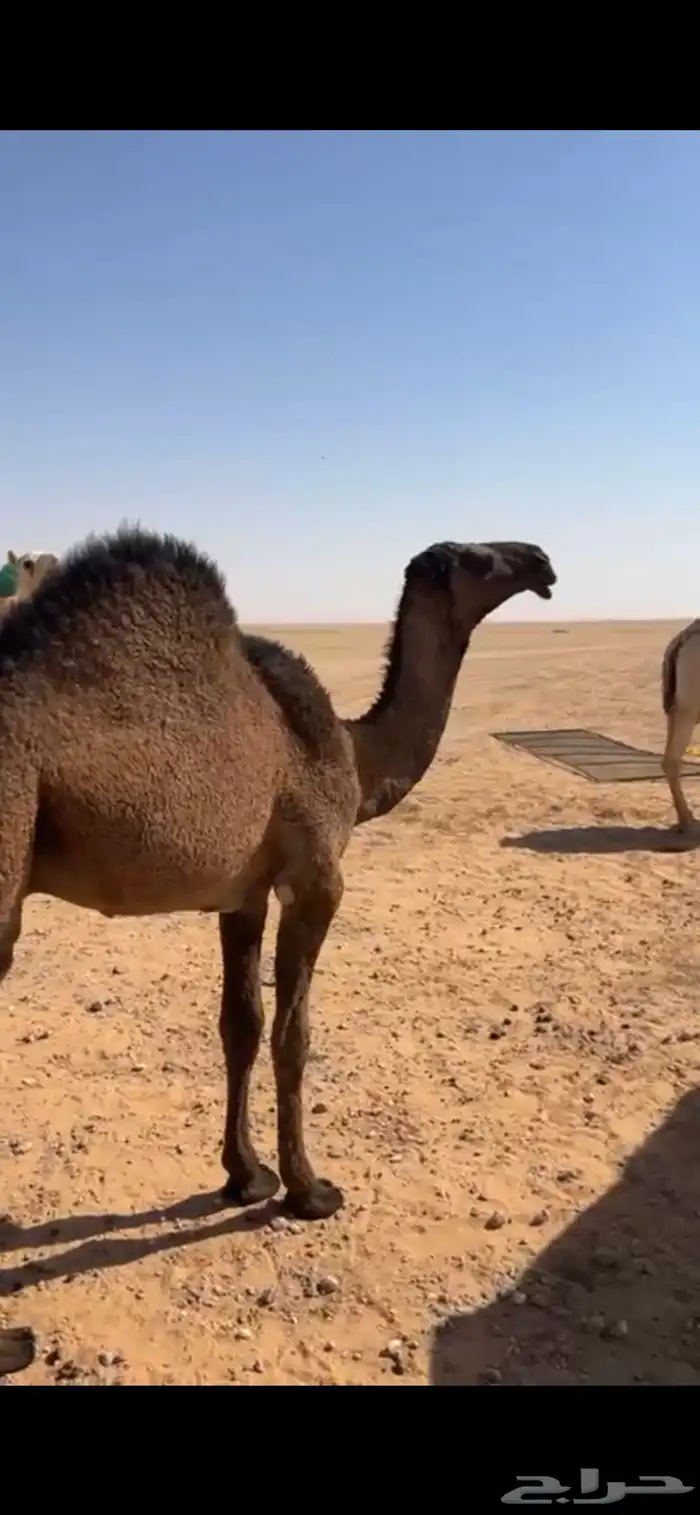 قعود مفرود 2