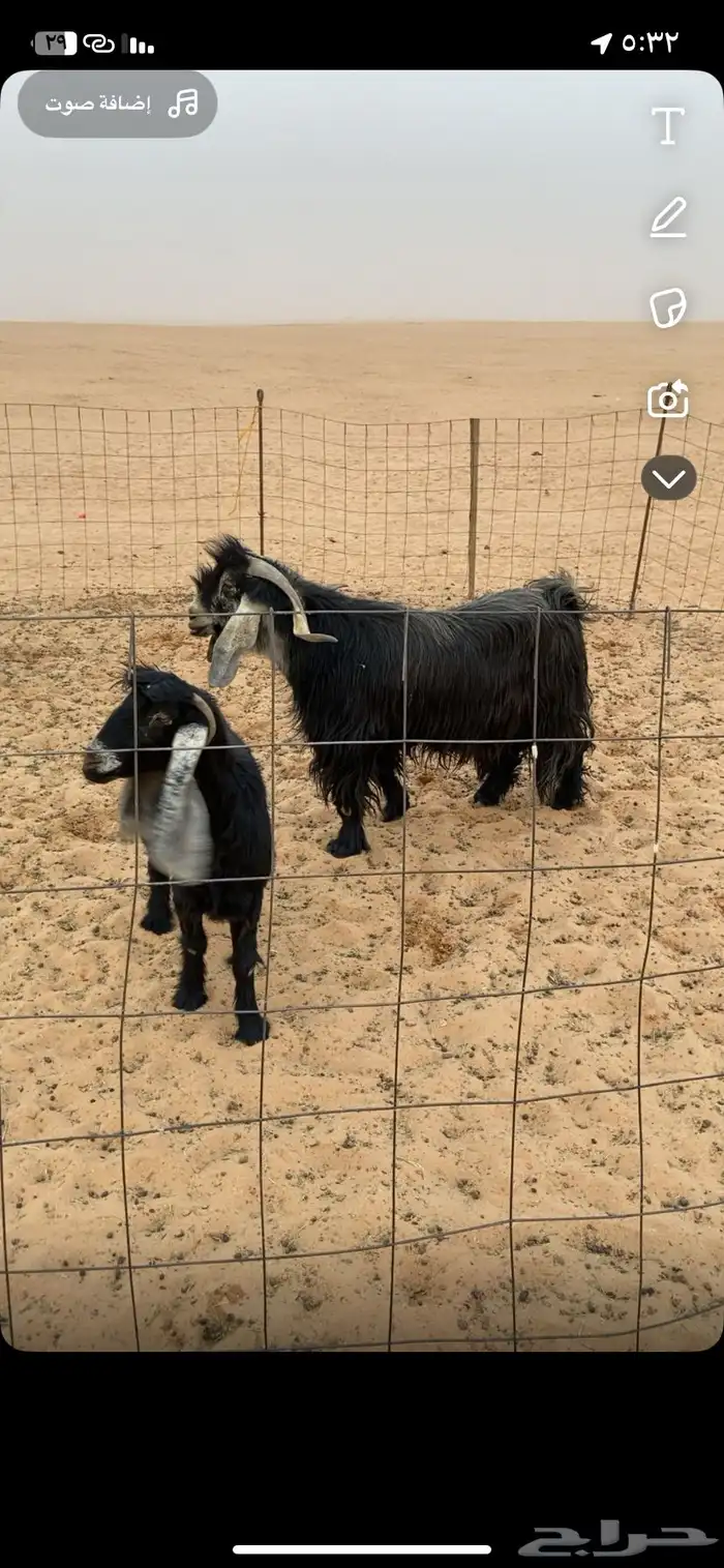 للبيع معزا عوارض 0