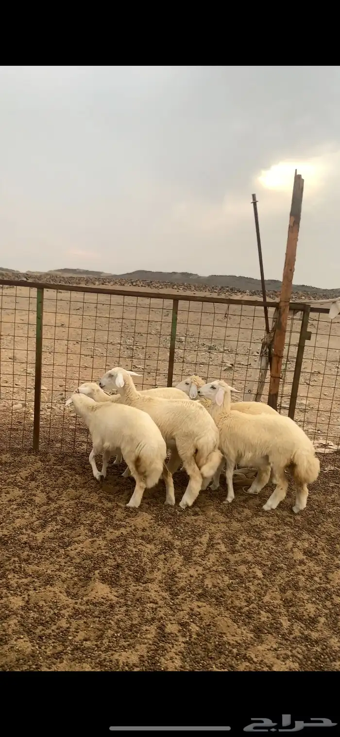 ذبايح للبيع 0