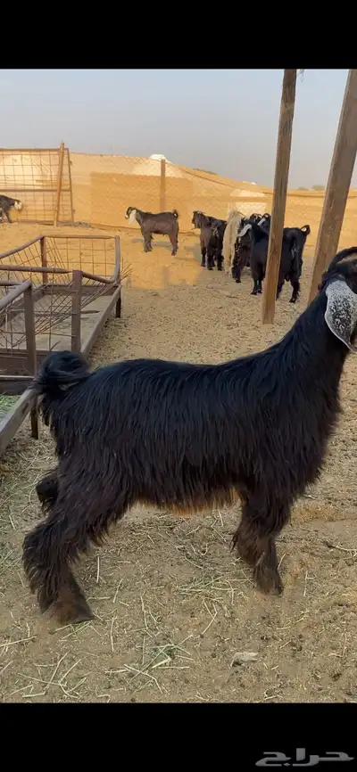 تيوس عارضيه مخصاه فل شحم index