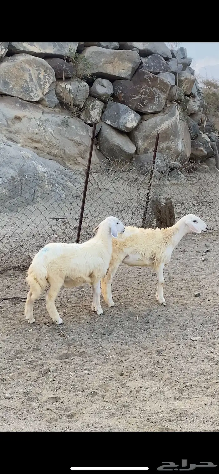 رخال شحم ونضافه شرط 0