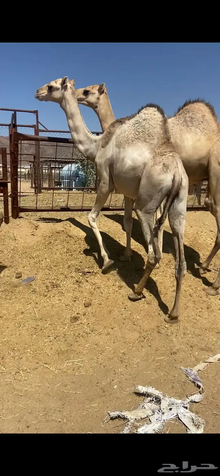 قعدان كفو للبيع تصلح زواجات ومبادي بسعار مناسبه 7