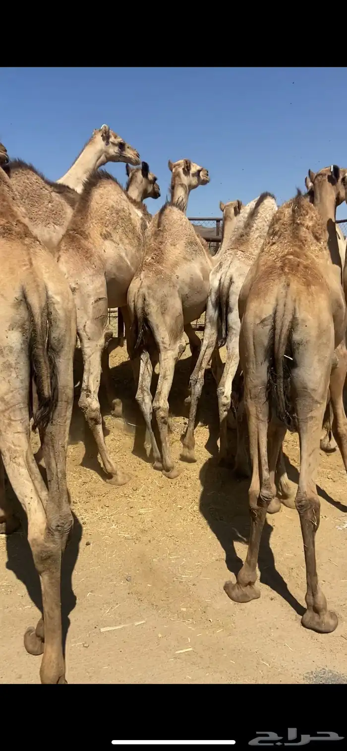 قعدان كفو للبيع تصلح زواجات ومبادي بسعار مناسبه 4