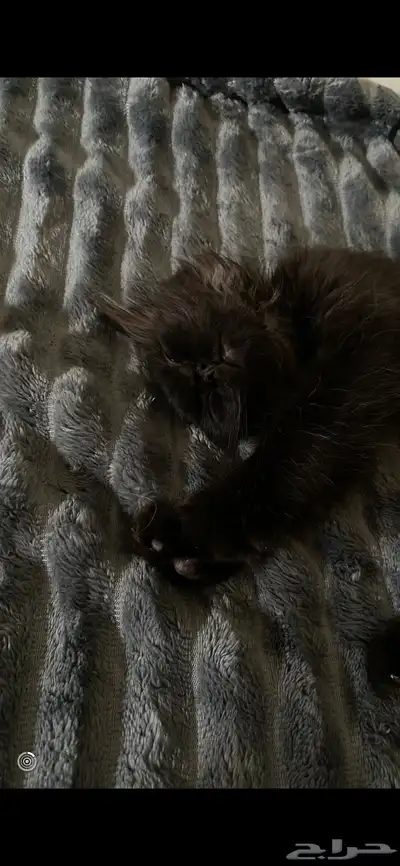 قط شيرازي index