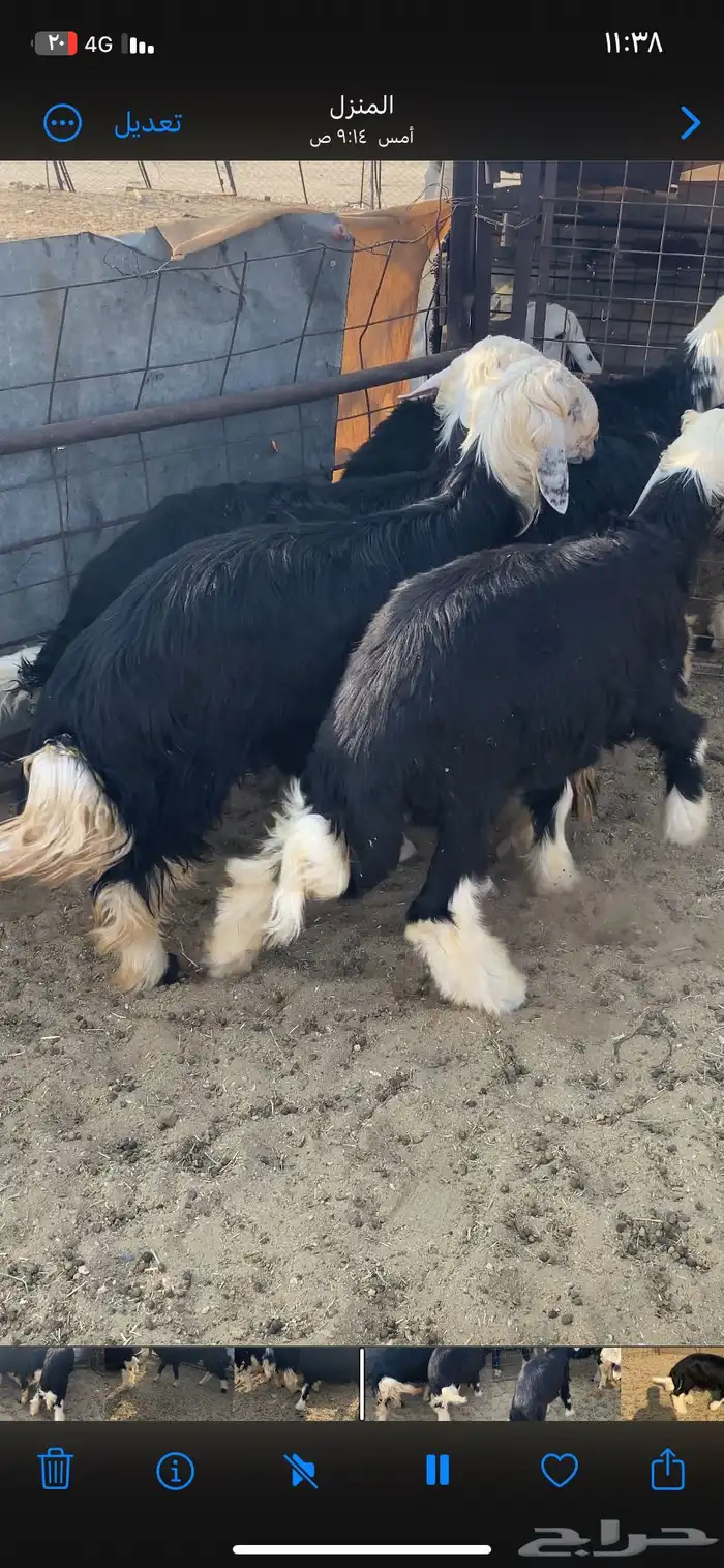 للبيع طليان جذعان 0