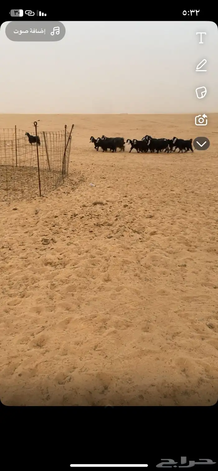 للبيع معزا عوارض 1