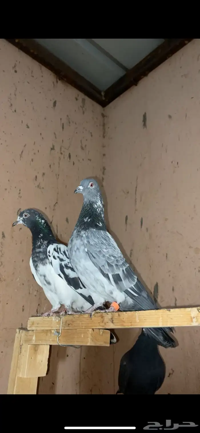 حمام باكستاني 0