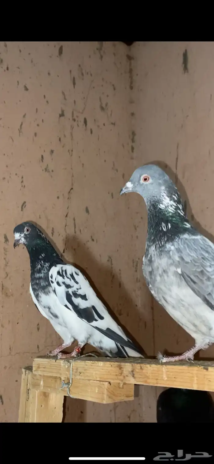 حمام باكستاني 4