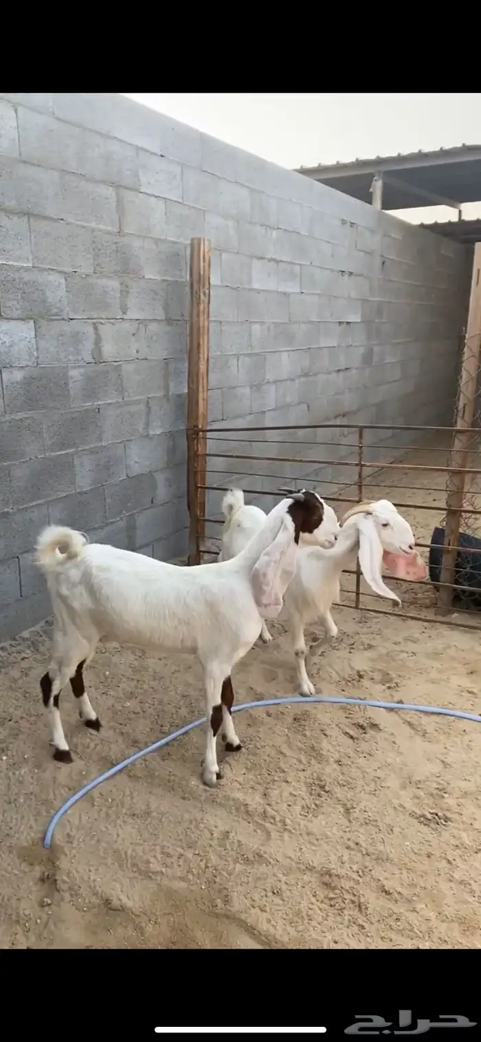 ثنيه - ورباع   دفيع شرط ثلاث اشهور - سونار 0