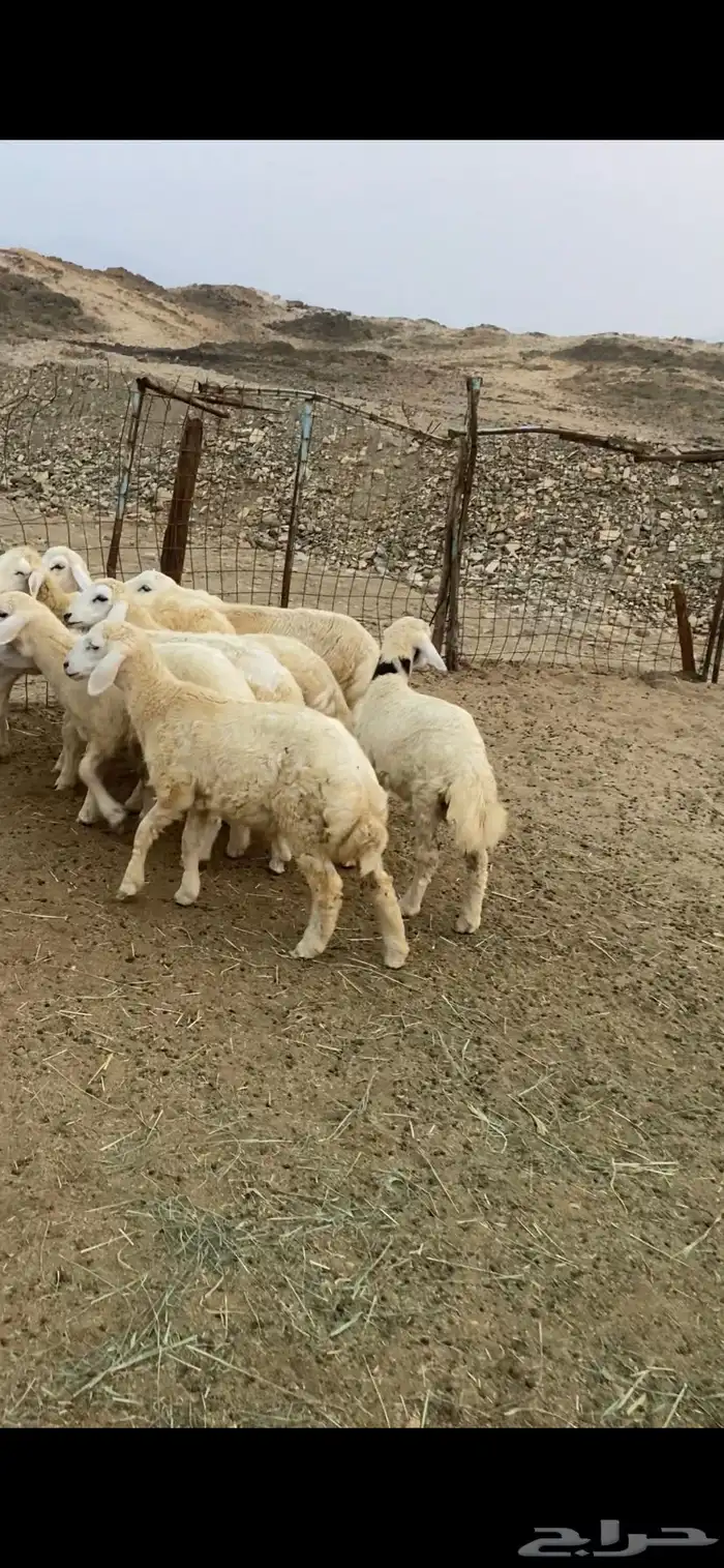 طليان ورخال للبيع 2