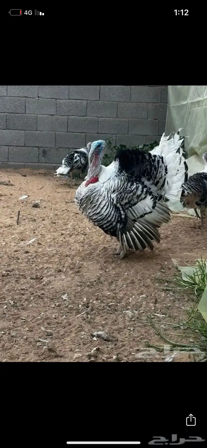 بيض رومي للبيع 0