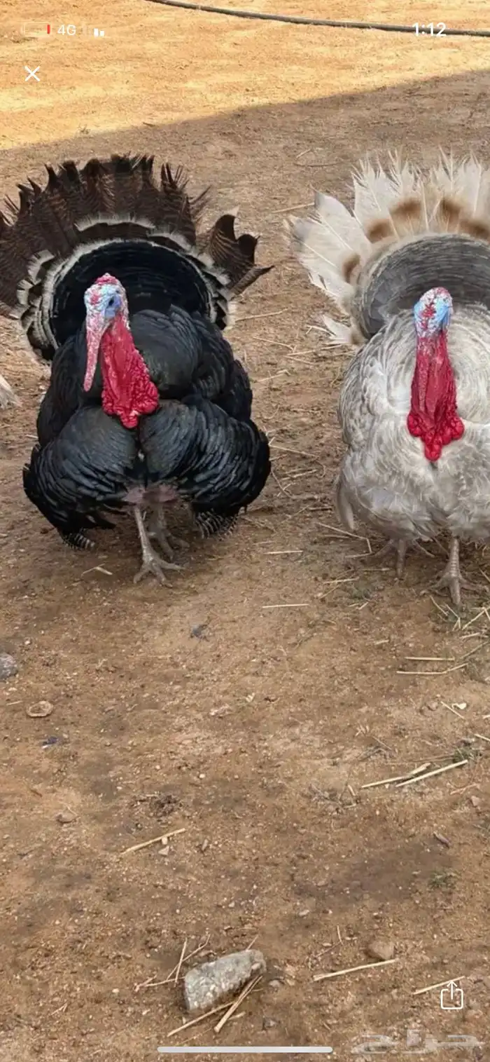 بيض رومي للبيع 1