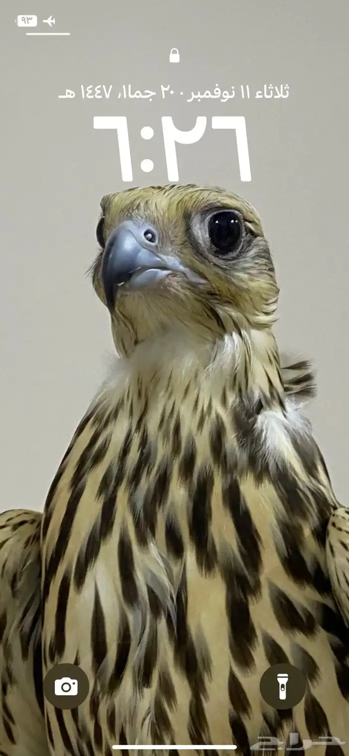 مطلوووب شاهين جبلي جيرشاهين جير حر اي شي بسعر معقول 0