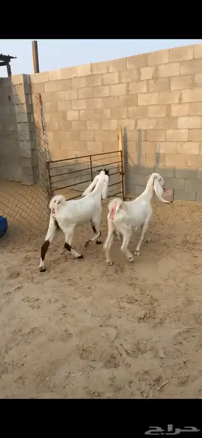 ثنيه - ورباع   دفيع شرط ثلاث اشهور - سونار index