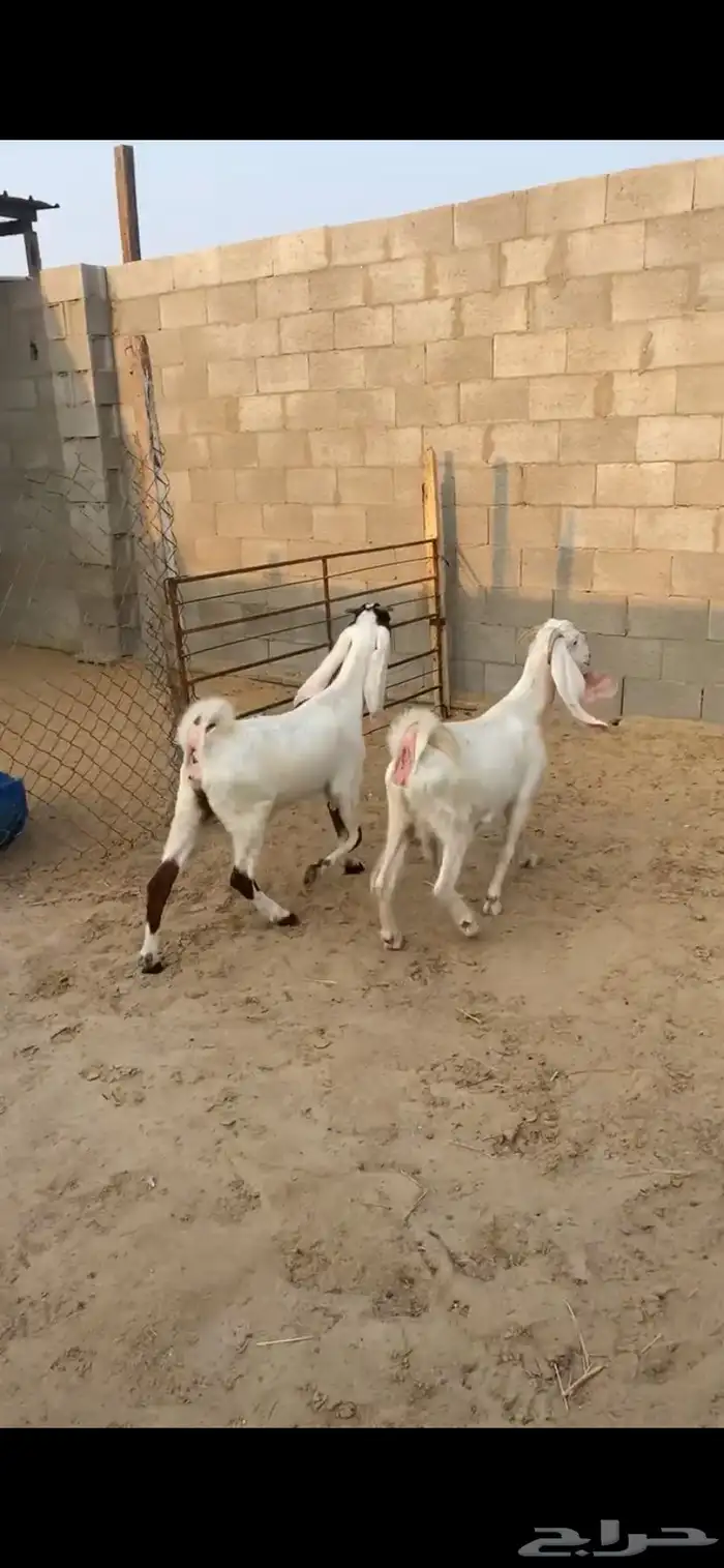 ثنيه - ورباع   دفيع شرط ثلاث اشهور - سونار 3