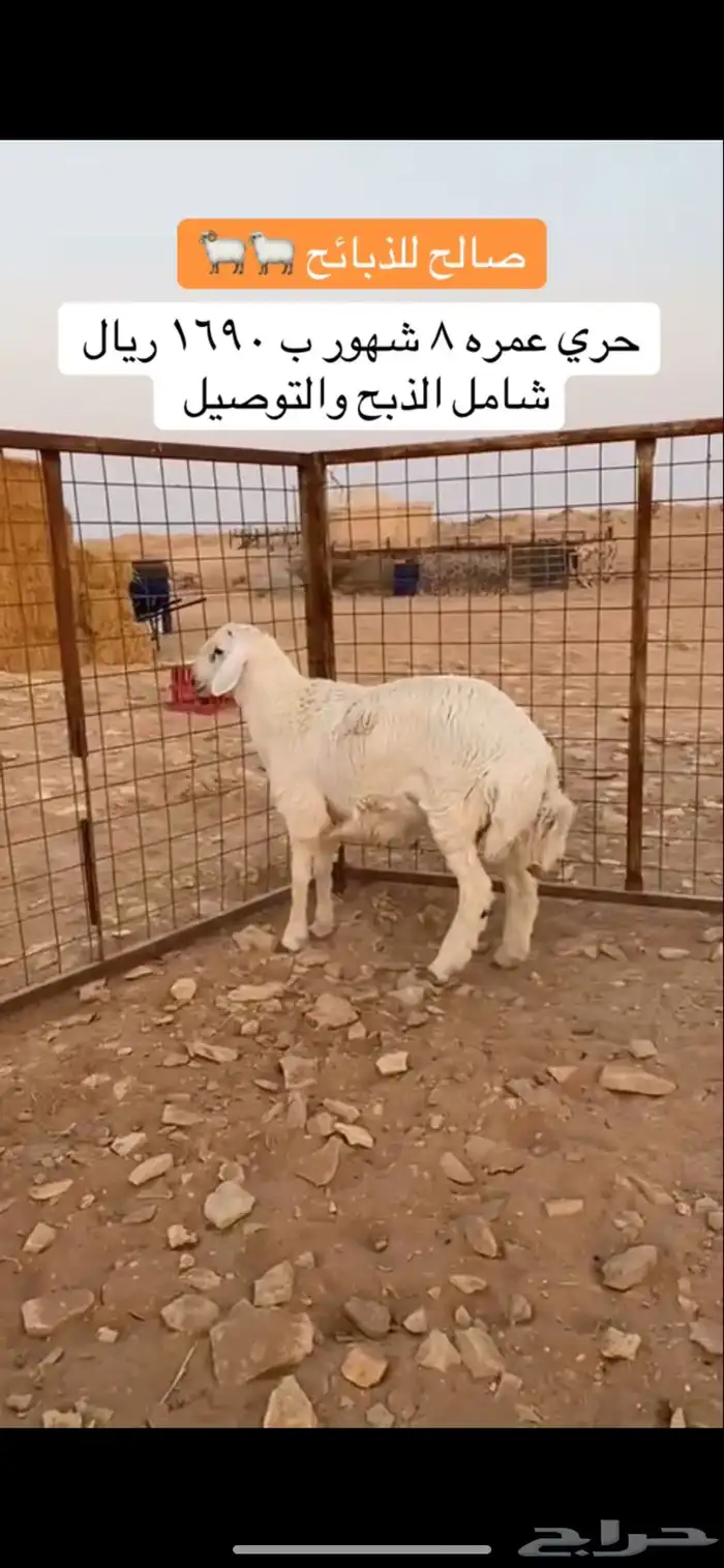 حري عمره 8 شهور 0