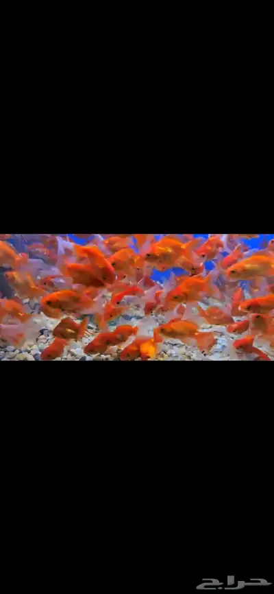 متوفر جميع انواع اسماك الزينة جملة و قطاعي index