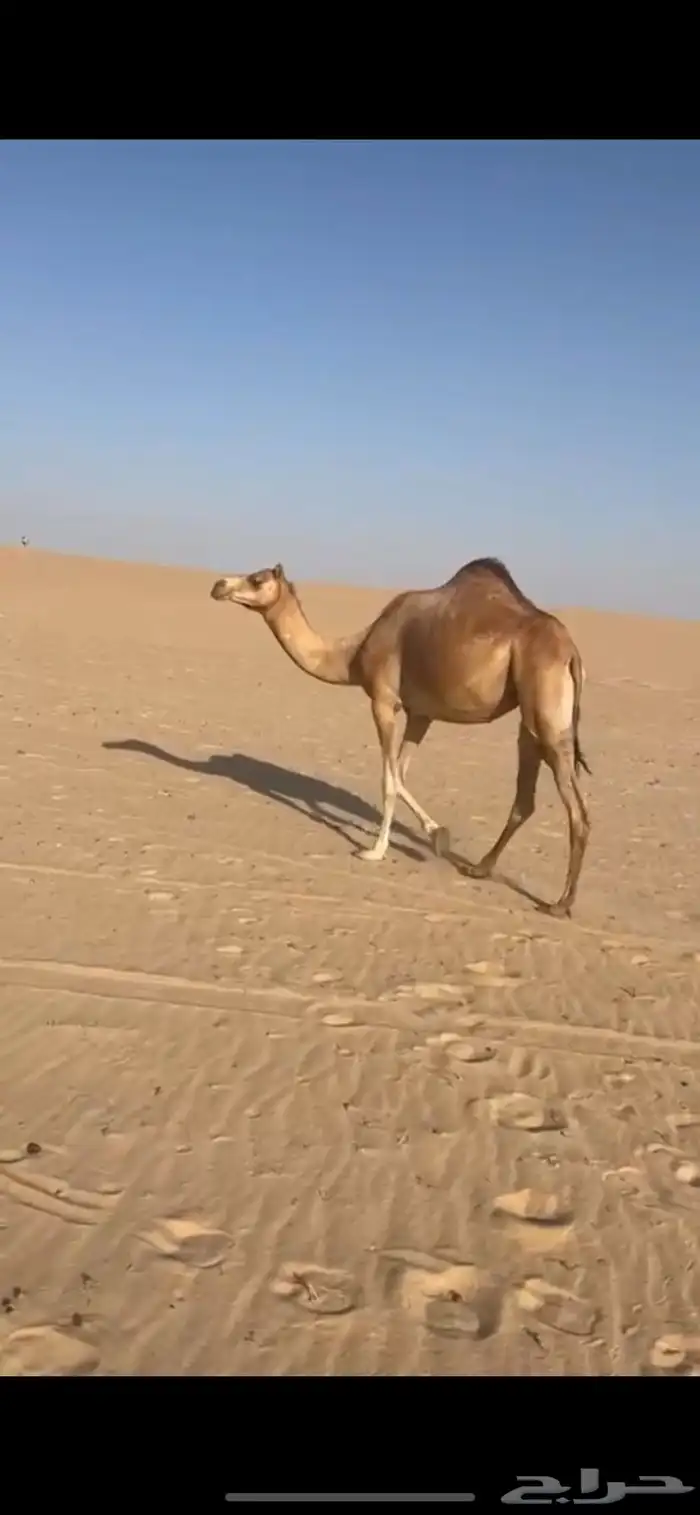 للبيع بكره ثنية الاب جميل بن طفلة شكل وسلاله فل ومنتج سبق 0