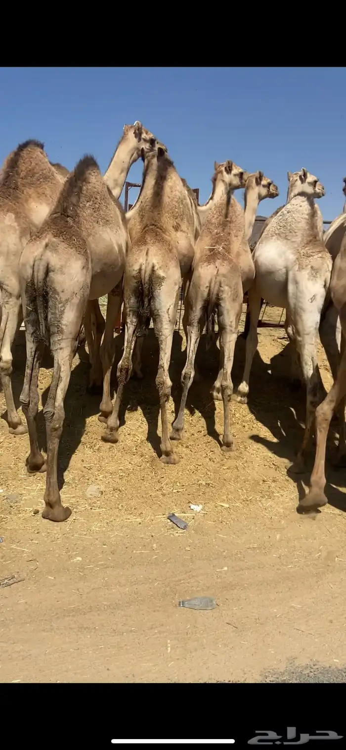 قعدان كفو للبيع تصلح زواجات ومبادي بسعار مناسبه 1