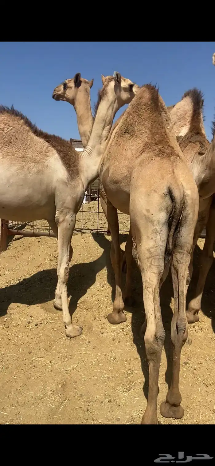 قعدان كفو للبيع تصلح زواجات ومبادي بسعار مناسبه 6