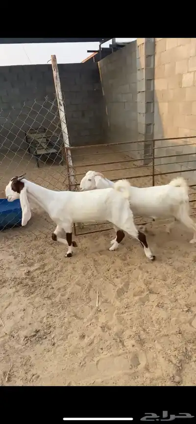 ثنيه - ورباع   دفيع شرط ثلاث اشهور - سونار index